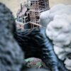 King Kong | Godzilla vs Kong